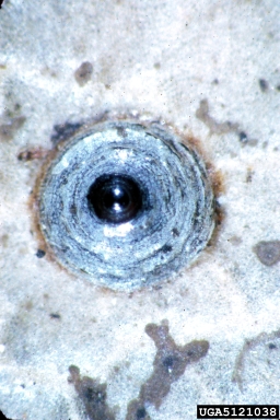 armored scale, Crenulaspidiotus dicentron  (Hemiptera: Diaspididae) - 5121038