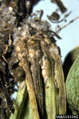 armored scale (Diaspis dignus ) on wedgeleaf eryngo (Eryngium cuneifolium ) - 5121042