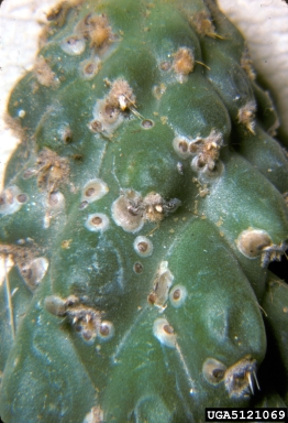cactus scale, Diaspis echinocacti  (Hemiptera: Diaspididae) - 5121069