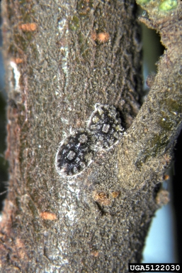 soft scale (Eulecanium excrescens ) on firethorn (Pyracantha spp. ) - 5122030