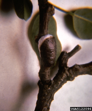 soft scale (Neopulvinaria innumerabilis ) on black locust (Robinia pseudoacacia ) - 5122096