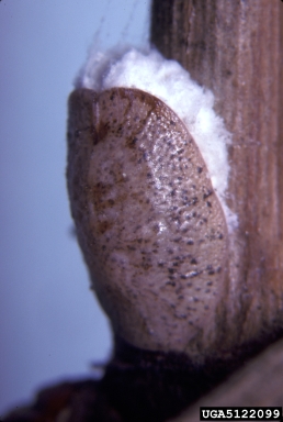 soft scale (Neopulvinaria innumerabilis ) on grape (Vitis spp. ) - 5122099
