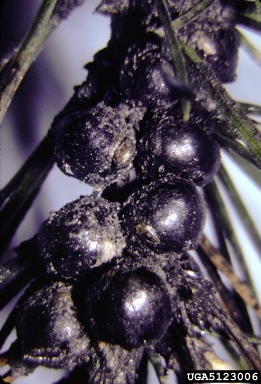 monterey pine scale (Physokermes insignicola ) on bishop pine (Pinus muricata ) - 5123006