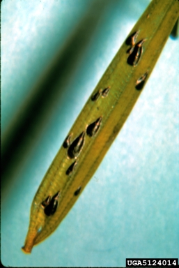 armored scales, Lepidosaphes spp.  (Hemiptera: Diaspididae) - 5124014