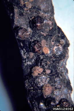 Mexican black scale (Saissetia miranda ) on fig/banyan (Ficus spp. ) - 5124062