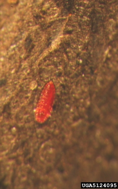 lobate lac scale, Paratachardina pseudolobata  (Hemiptera: Kerriidae) - 5124095