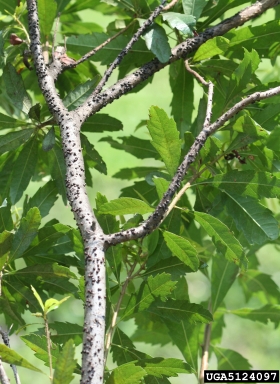 lobate lac scale (Paratachardina pseudolobata ) on southern waxmyrtle (Morella cerifera ) - 5124097