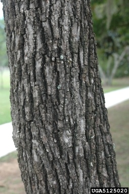 black walnut, Juglans nigra  (Juglandales: Juglandaceae) - 5125020