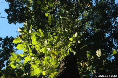 chestnut oak, Quercus prinus  (Fagales: Fagaceae) - 5125032