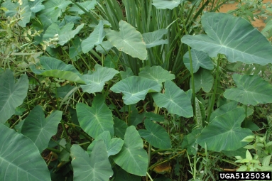 coco yam, wild taro, Colocasia esculenta  (Arales: Araceae) - 5125034