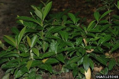 coral ardisia, Ardisia crenata  (Primulales: Myrsinaceae) - 5125048