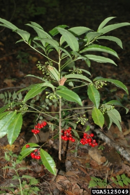 coral ardisia, Ardisia crenata  (Primulales: Myrsinaceae) - 5125049
