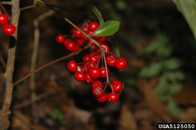 coral ardisia, Ardisia crenata  (Primulales: Myrsinaceae) - 5125050