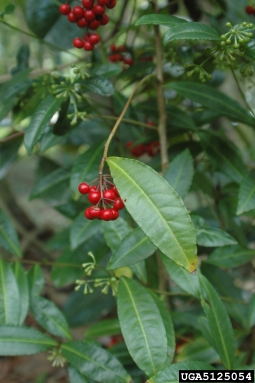 coral ardisia, Ardisia crenata  (Primulales: Myrsinaceae) - 5125054