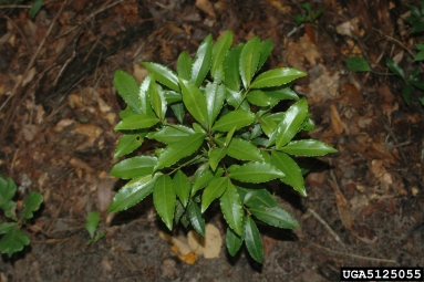 coral ardisia, Ardisia crenata  (Primulales: Myrsinaceae) - 5125055