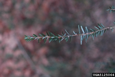 hemlock woolly adelgid (Adelges tsugae ) on eastern hemlock (Tsuga canadensis ) - 5125064