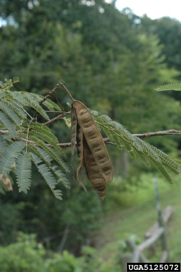 mimosa, Albizia julibrissin  (Fabales: Fabaceae (Leguminosae)) - 5125072