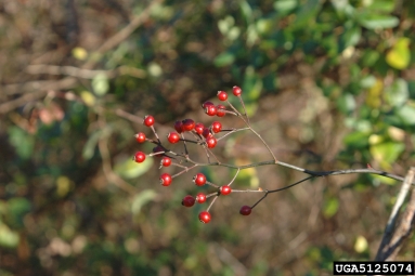 multiflora rose, Rosa multiflora  (Rosales: Rosaceae) - 5125074