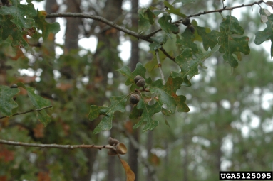 sand post oak, Quercus margarettae  (Fagales: Fagaceae) - 5125095