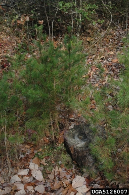 Virginia pine, Pinus virginiana  (Pinales: Pinaceae) - 5126007