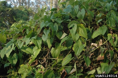 winged yam, Dioscorea alata  (Dioscoreales: Dioscoreaceae) - 5126014