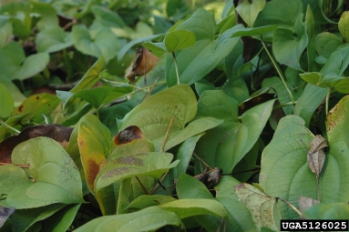 winged yam, Dioscorea alata  (Dioscoreales: Dioscoreaceae) - 5126025