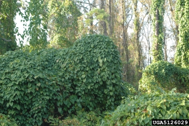 winged yam, Dioscorea alata  (Dioscoreales: Dioscoreaceae) - 5126029