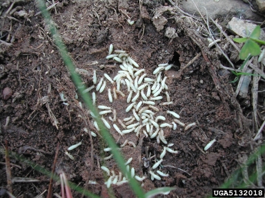 subterranean termite, Reticulitermes spp.  (Isoptera: Rhinotermitidae) - 5132018