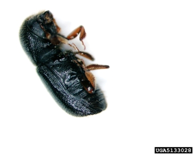 ambrosia beetle, Xyleborus atratus  (Coleoptera: Curculionidae) - 5133028