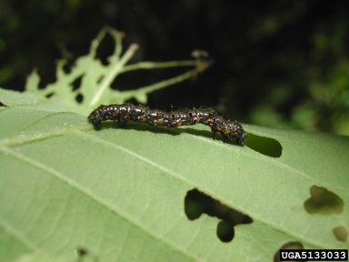 spiny looper, Phigalia titea  (Lepidoptera: Geometridae) - 5133033
