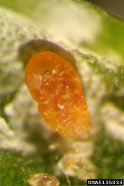 cycad aulacaspis scale, Aulacaspis yasumatsui  (Hemiptera: Diaspididae) - 5135033