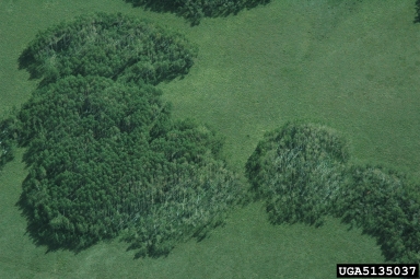 aspen decline (  ) on aspen/poplar (Populus spp. ) - 5135037