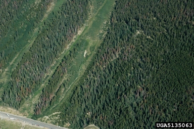mountain pine beetle (Dendroctonus ponderosae ) on lodgepole pine (Pinus contorta ) - 5135063