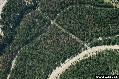 mountain pine beetle (Dendroctonus ponderosae ) on lodgepole pine (Pinus contorta ) - 5135065
