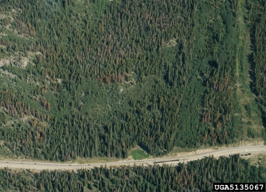 mountain pine beetle (Dendroctonus ponderosae ) on lodgepole pine (Pinus contorta ) - 5135067