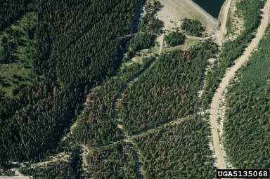 mountain pine beetle (Dendroctonus ponderosae ) on lodgepole pine (Pinus contorta ) - 5135068