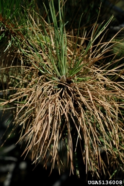pine tussock moth (Dasychira grisefacta ) on ponderosa pine (Pinus ponderosa ) - 5136008