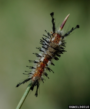 pine tussock moth (Dasychira grisefacta ) on ponderosa pine (Pinus ponderosa ) - 5136010