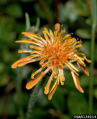 orange agoseris, Agoseris aurantiaca  (Asterales: Asteraceae) - 5136014