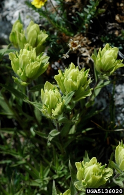 western Indian paintbrush, Castilleja occidentalis  (Scrophulariales: Scrophulariaceae) - 5136020