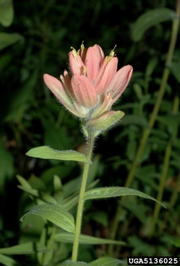 splitleaf Indian paintbrush, Castilleja rhexiifolia  (Scrophulariales: Scrophulariaceae) - 5136025