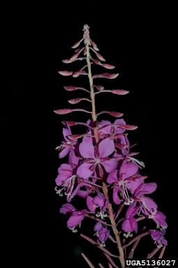 fireweed, Chamerion angustifolium  (Myrtales: Onagraceae) - 5136027