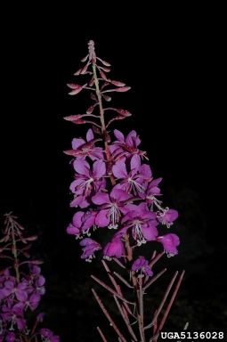 fireweed, Chamerion angustifolium  (Myrtales: Onagraceae) - 5136028