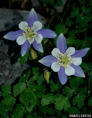 columbine, Aquilegia spp.  (Ranunculales: Ranunculaceae) - 5136032
