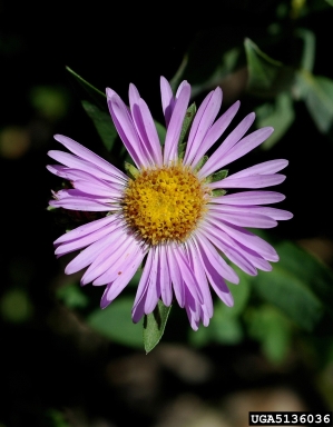 onestem fleabane, Erigeron simplex  (Asterales: Asteraceae) - 5136036