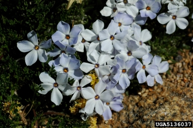 arctic alpine forget-me-not, Eritrichium nanum var. aretioides (Lamiales: Boraginaceae) - 5136037