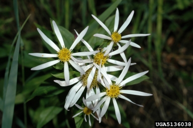 Engelmann's aster, Eucephalus engelmannii  (Asterales: Asteraceae) - 5136038