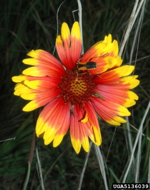 rosering gaillardia, Gaillardia pulchella  (Asterales: Asteraceae) - 5136039