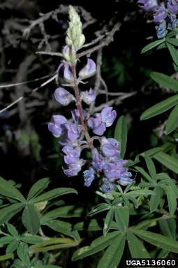 lupine, Lupinus spp.  (Fabales: Fabaceae (Leguminosae)) - 5136060