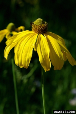 cutleaf coneflower, Rudbeckia laciniata var. ampla (Asterales: Asteraceae) - 5136080